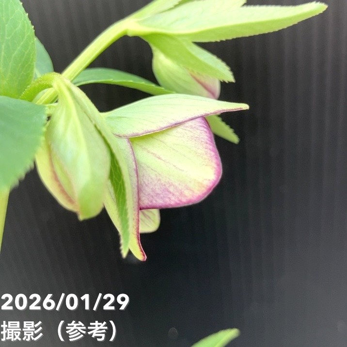 一点物】横山園芸 クリスマスローズ ベビードール（プチドール） 4.5号