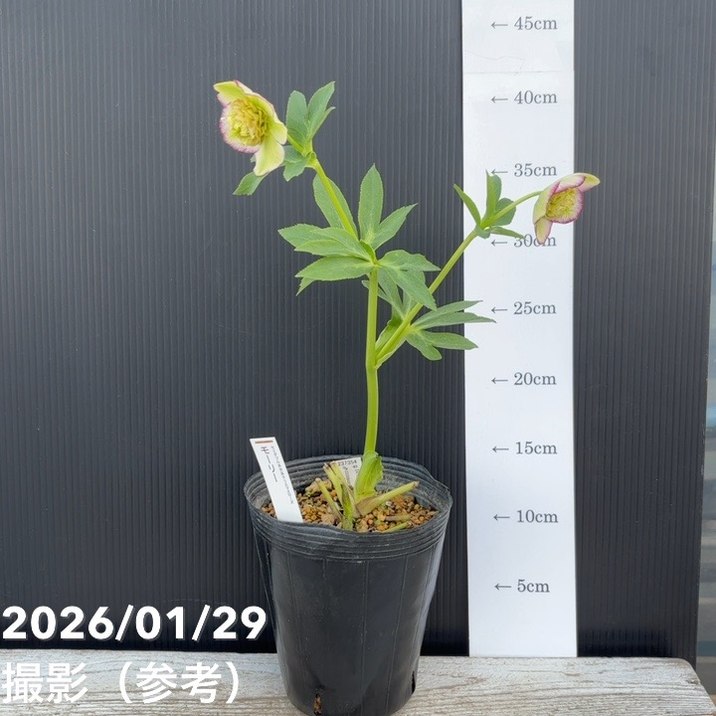 お買い得一点物咲き進み株】加藤農園 セミダブル系多弁クリスマス