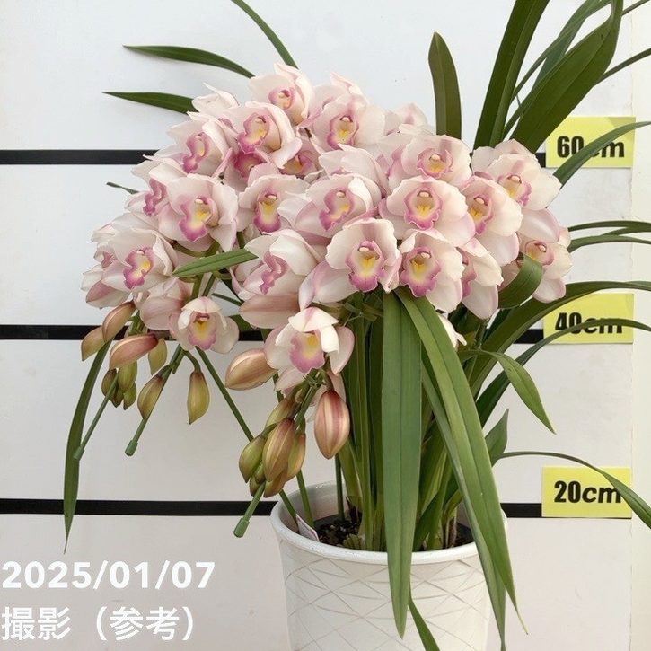 ☆シンビジューム☆CYM あんみつ姫☆アーチ☆陶器7号鉢☆5F