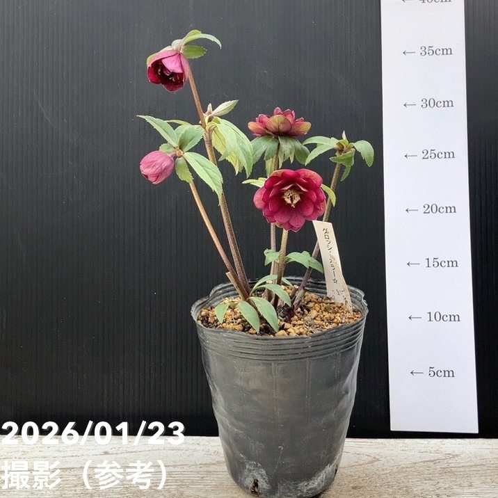 お買い得一点物咲き進み株】加藤農園 クリスマスローズ グロッシー