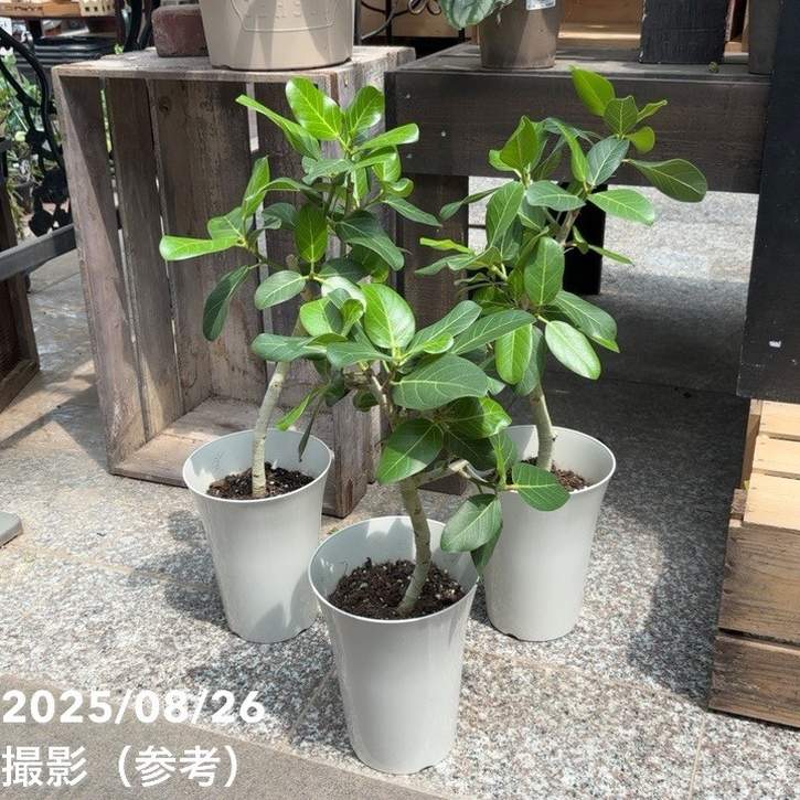 フィカス ベンガレンシス オードリー 6号｜観葉04-PA | 観葉・多肉