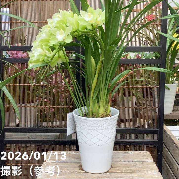 シンビジューム アーチ 7号陶器鉢 4本立 リトルガール スペースシティ