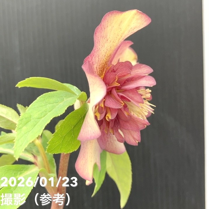 一点物】加藤農園 クリスマスローズ ゴールドモーリー 4.5号（KT43