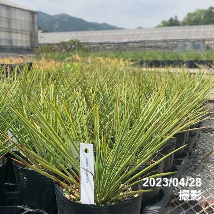 ユッカ 4号 リネアリフォリア（Yucca linearifolia）｜花木01-D1