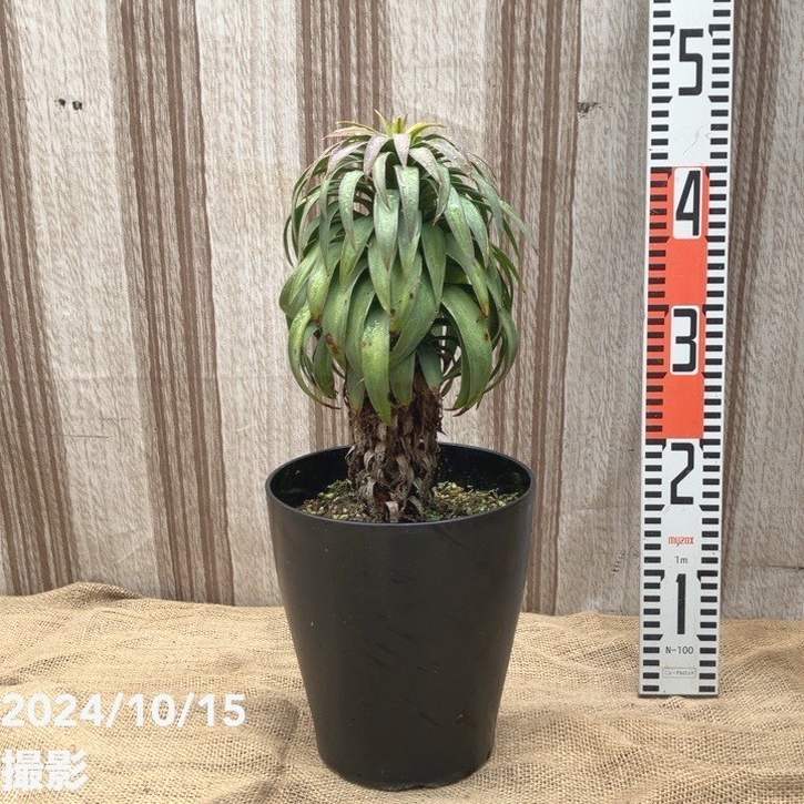 数量限定】ユッカ 6号 デスメティアーナ コンパクト（Yucca desmetiana