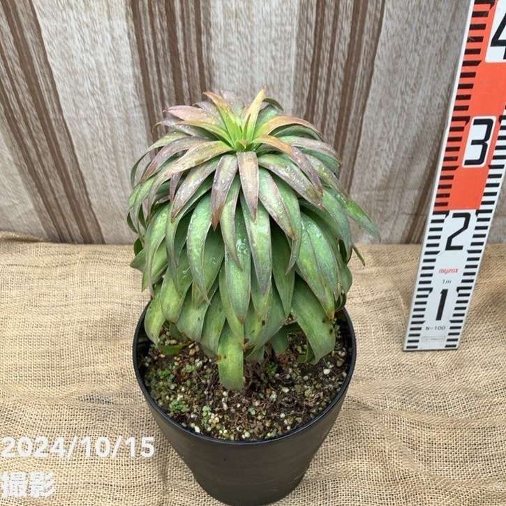 数量限定】ユッカ 6号 デスメティアーナ コンパクト（Yucca desmetiana