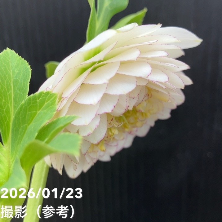 一点物】加藤農園 クリスマスローズ ホワイトアフロディーテ 4.5号