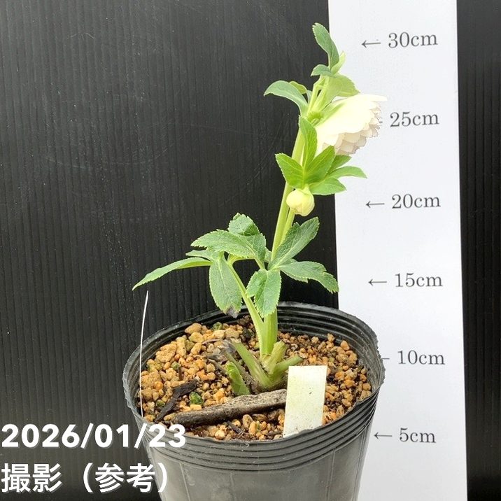 一点物】加藤農園 クリスマスローズ ホワイトアフロディーテ 4.5号