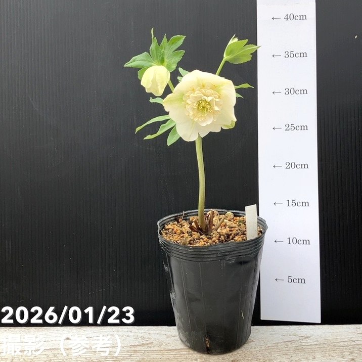 一点物】加藤農園 クリスマスローズ モーリー 4.5号（KT41）｜山野04