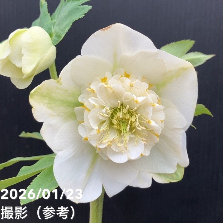 一点物】加藤農園 クリスマスローズ モーリー 4.5号（KT41）｜山野04