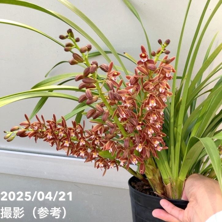 花芽6個以上＞キンリョウヘン 6号大株（原種 赤花系）｜ミツバチ蘭｜洋