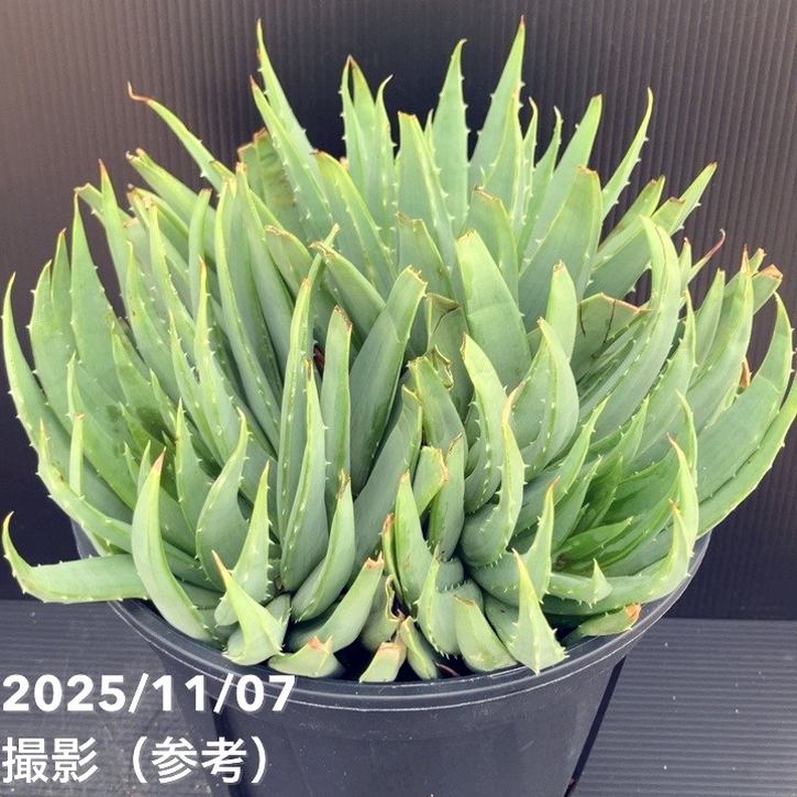 現品お届け】アロエ ポリフィラ Aloe polyphylla 7号（6）｜観葉10-TU