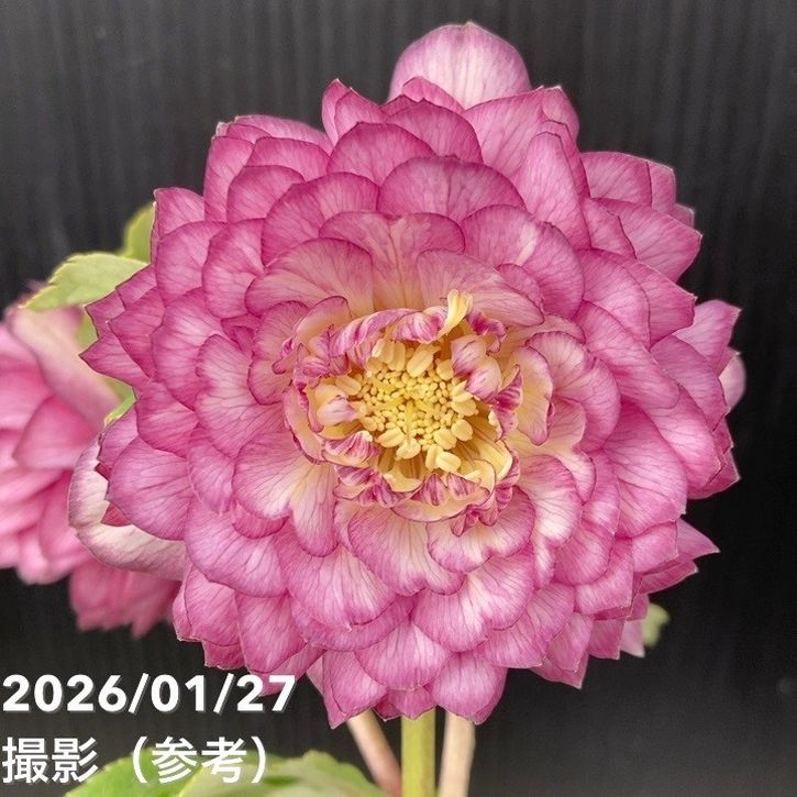 一点物】加藤農園 多弁系ゴールドクリスマスローズ ディオーネ 4.5号