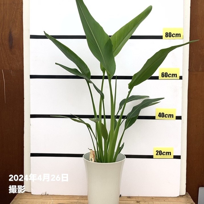 旅人の木（タビビトノキ）7号｜観葉10-TU | 観葉・多肉 | 赤塚植物園