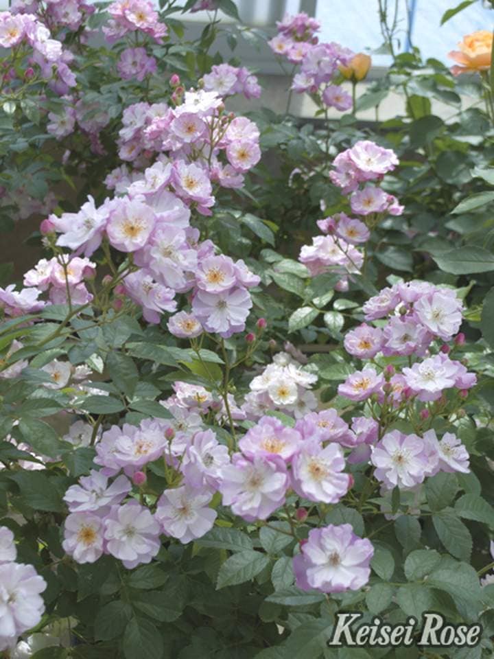 バラ大苗 ラベンダー シルエッタ 6号 京成バラ園芸｜花木04-PA | 花木