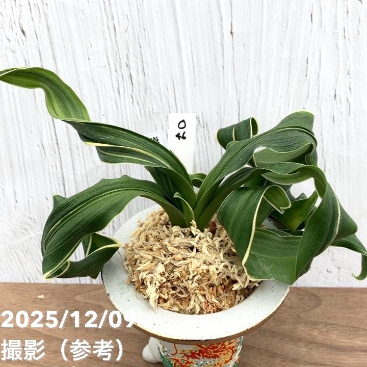 現品お届け】豊明園 万年青 オモト 海龍獅子実生（かいりゅうじし） 龍