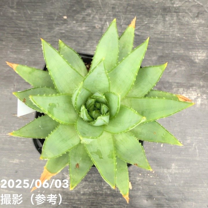 アロエ ポリフィラ Aloe polyphylla 3.5号｜観葉10-TU | □キーワード