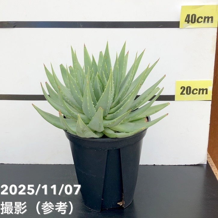 現品お届け】アロエ ポリフィラ Aloe polyphylla 7号（1）｜観葉10-TU