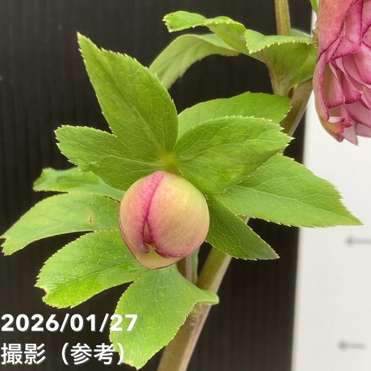 お買い得一点物咲き進み株】加藤農園 愛幸花丸姫 クリスマスローズ 毬