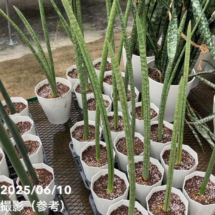 サンスベリア 6号 roxburghiana｜s200｜観葉02-D2 | 観葉・多肉