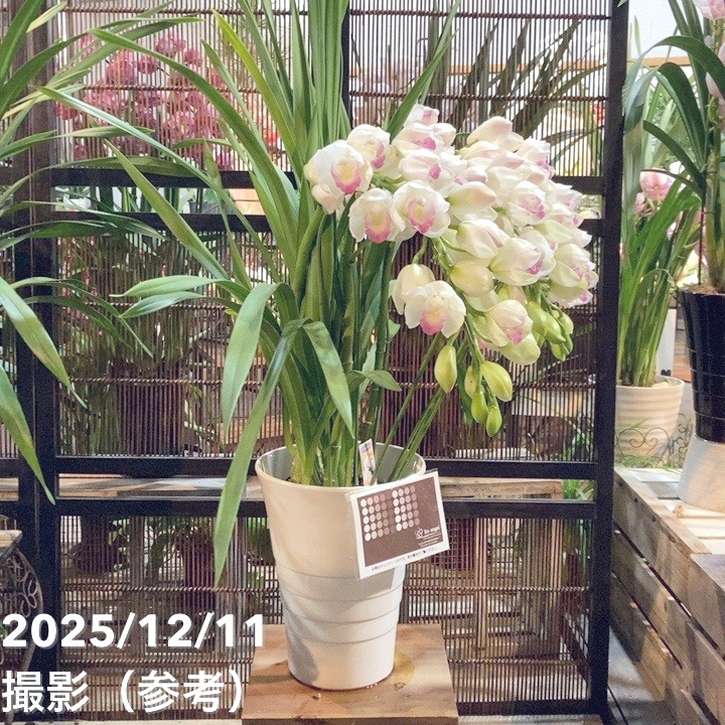 シンビジューム アーチ 7号陶器鉢 4本立 ピンクペルペチュエル｜s200