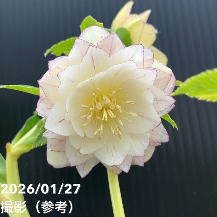 お買い得一点物咲き進み株】加藤農園 クリスマスローズ グラデーション