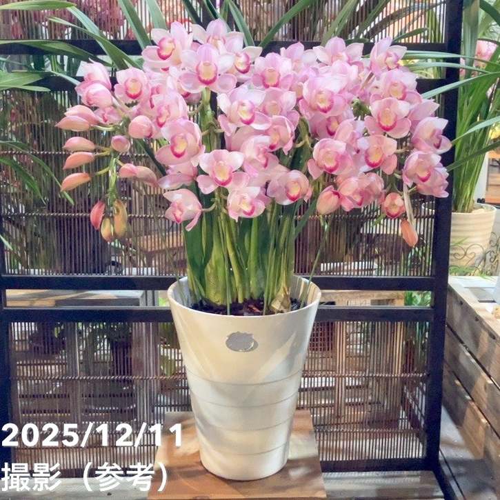 シンビジューム アーチ 7号陶器鉢 4本立 ハナウタゲ｜s200｜洋蘭04-PA