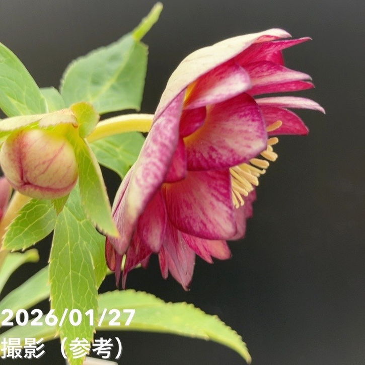 一点物】加藤農園 サンシャインゴールドクリスマスローズ レッドイル