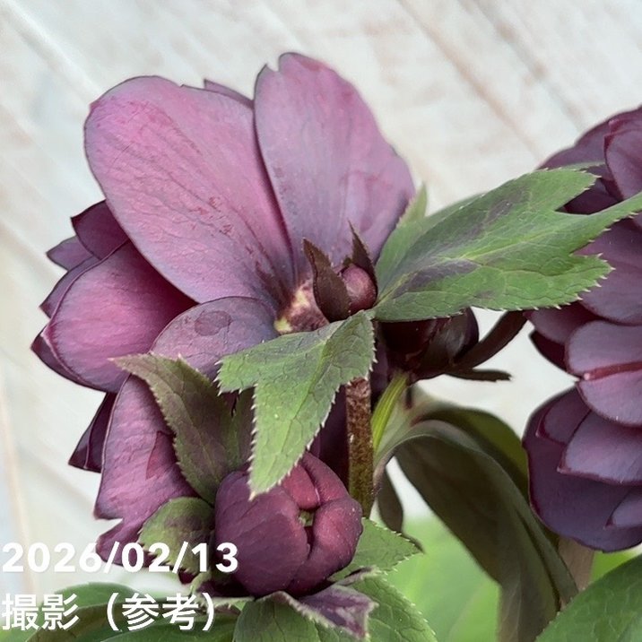 一点物】広瀬園芸 クリスマスローズ 4.5号（HR22）｜山野04-PA | 草花