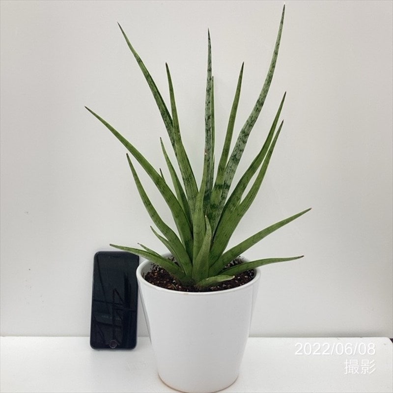 サンスベリア 5号 グラキリス 白陶器鉢仕様｜観葉02-D2 | 観葉・多肉