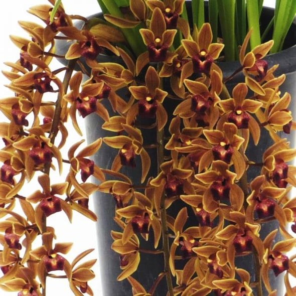 ミスマフェット。花芽1個。5鉢セット。蜜蜂誘引蘭。 【公式通販】