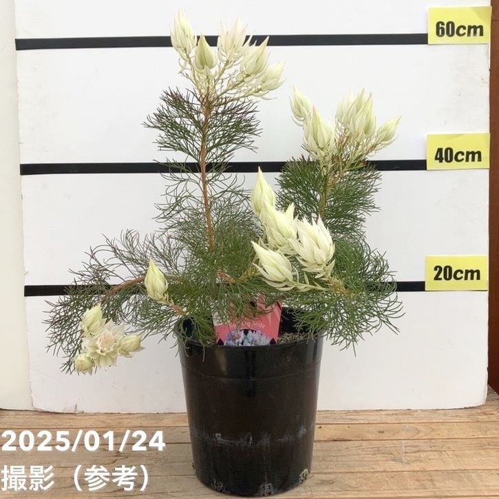 現品お届け】セルリア ブラッシングブライド 7号｜花木10-TU | 花木