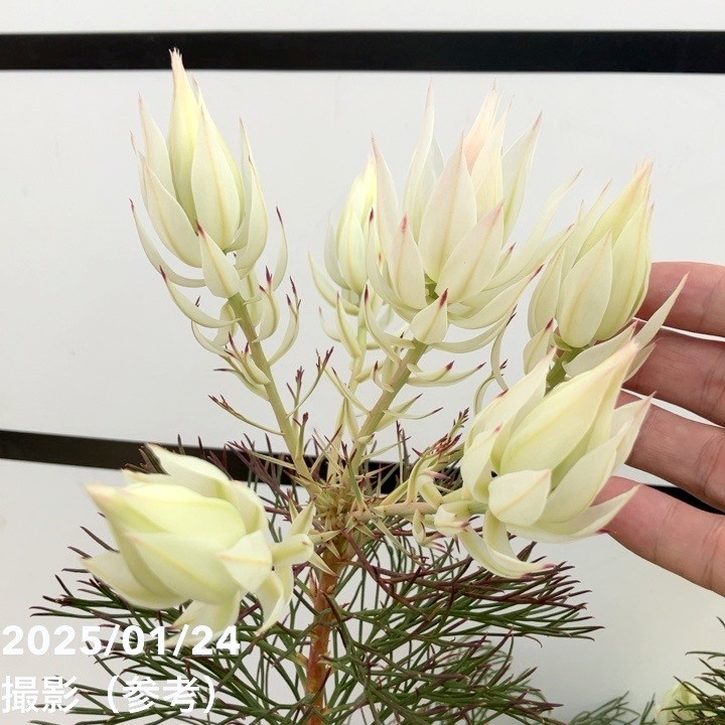 現品お届け】セルリア ブラッシングブライド 7号｜花木10-TU | 花木