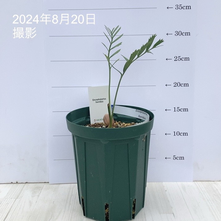 激レア！現品お届け】エンセファラルトス ホリダス（ヒメオニソテツ