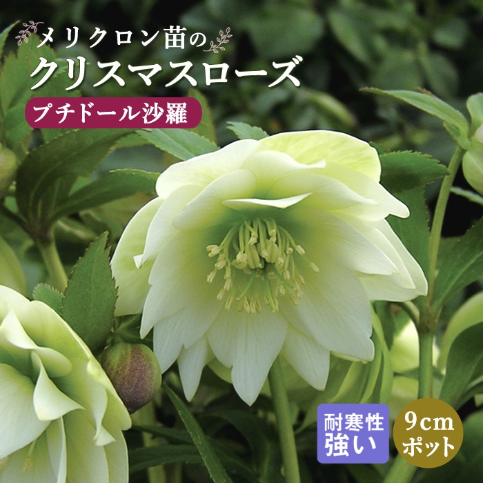 クリスマスローズ 苗 プチドール 沙羅 さら メリクロン苗 9cmポット
