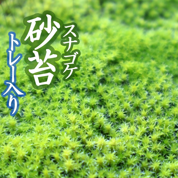 スナゴケ 砂苔 55×35cmトレー入り 苔 コケ こけ 苔テラリウム 盆栽