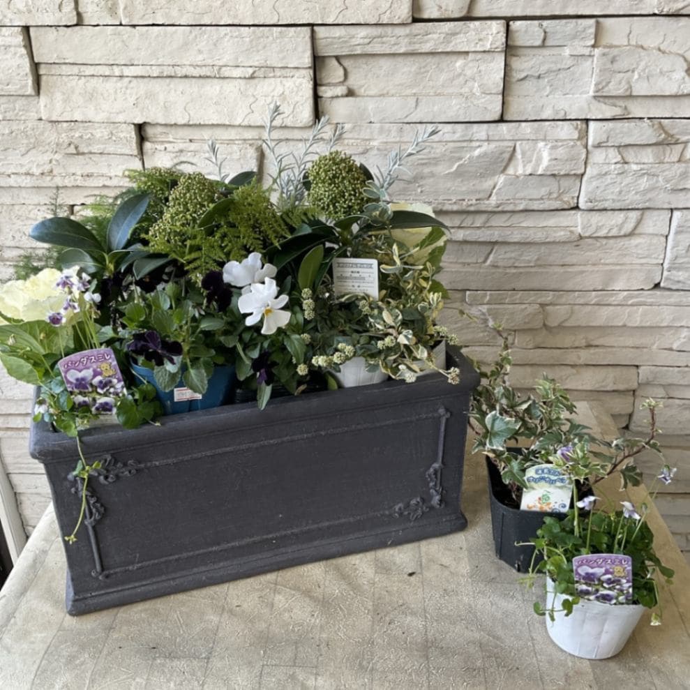 自分で作る寄せ植え花苗セット】スキミアとビオラで作るエレガント