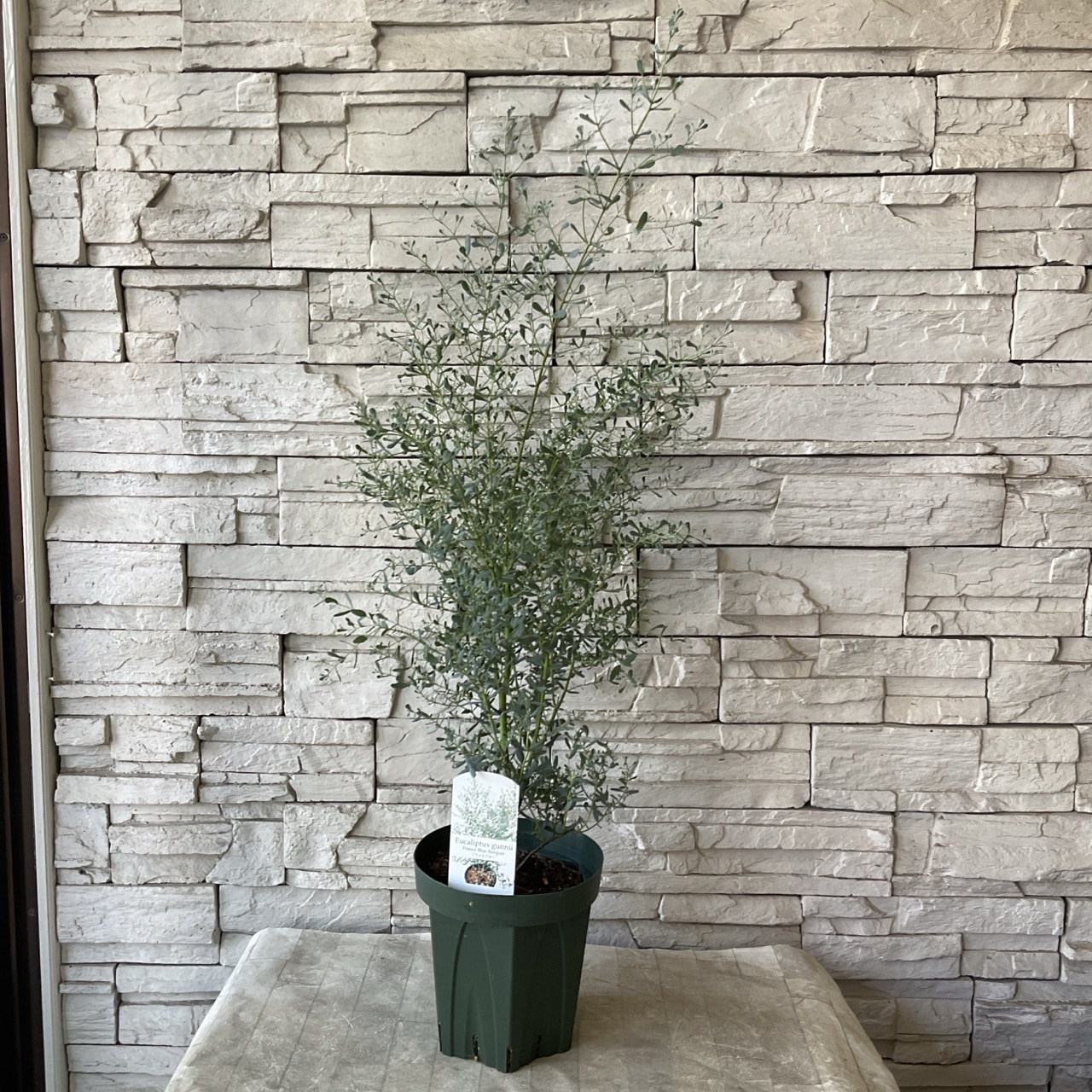 ユーカリグニー フランスブルーレンガン 6寸鉢 | 鉢花・花苗 | 橋本