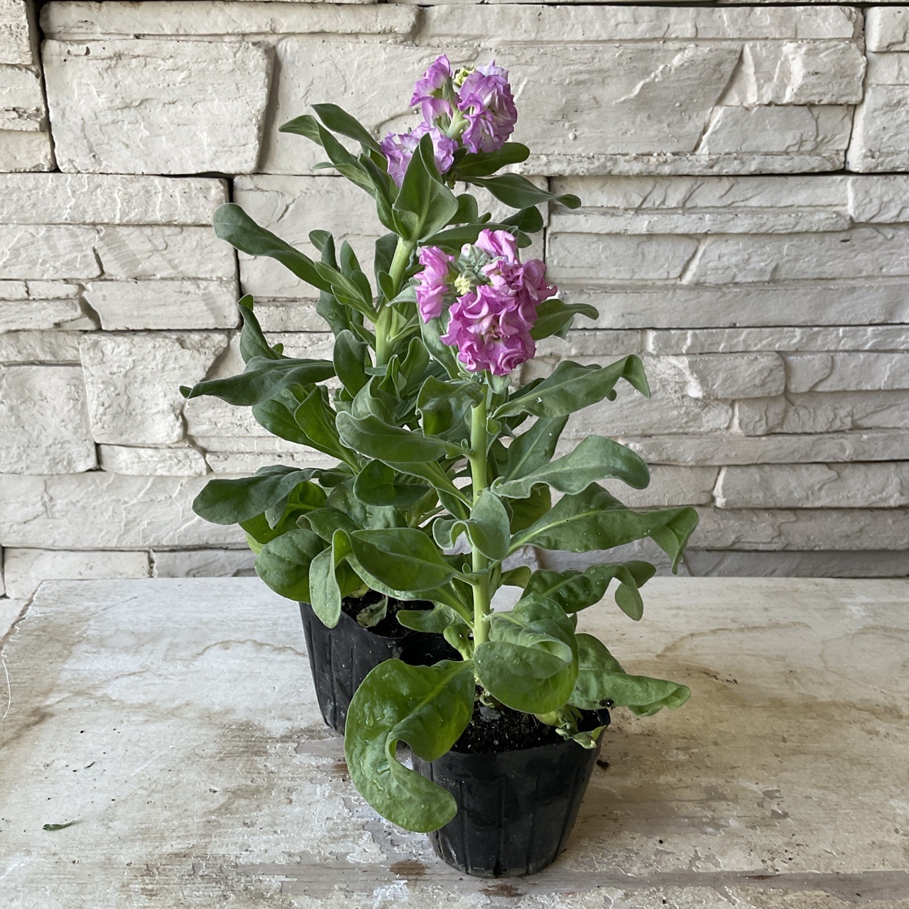 八重咲きストック 選べる ♪4色 3寸ポット | 鉢花・花苗 | 橋本種苗園