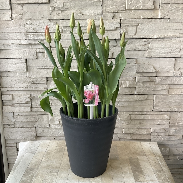 チューリップ 8寸鉢 選べる♪7色 | 鉢花・花苗 | 橋本種苗園オンライン