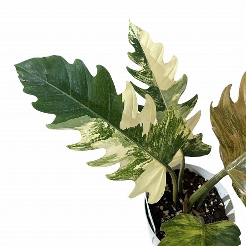 フィロデンドロン キャラメルマーブル 5号｜芳樹園オンラインショップ