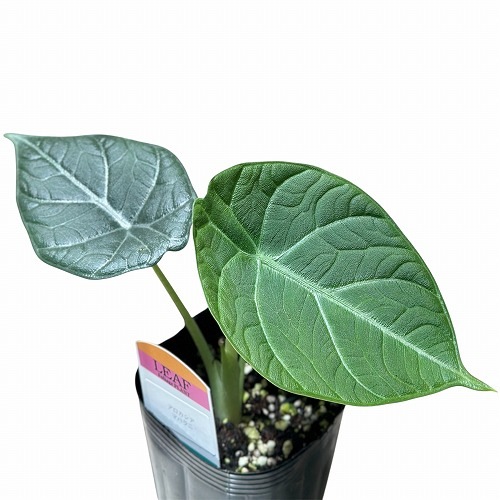 間伸び気味】アロカシア マハラニ 3号(個体おまかせ1鉢)｜芳樹園