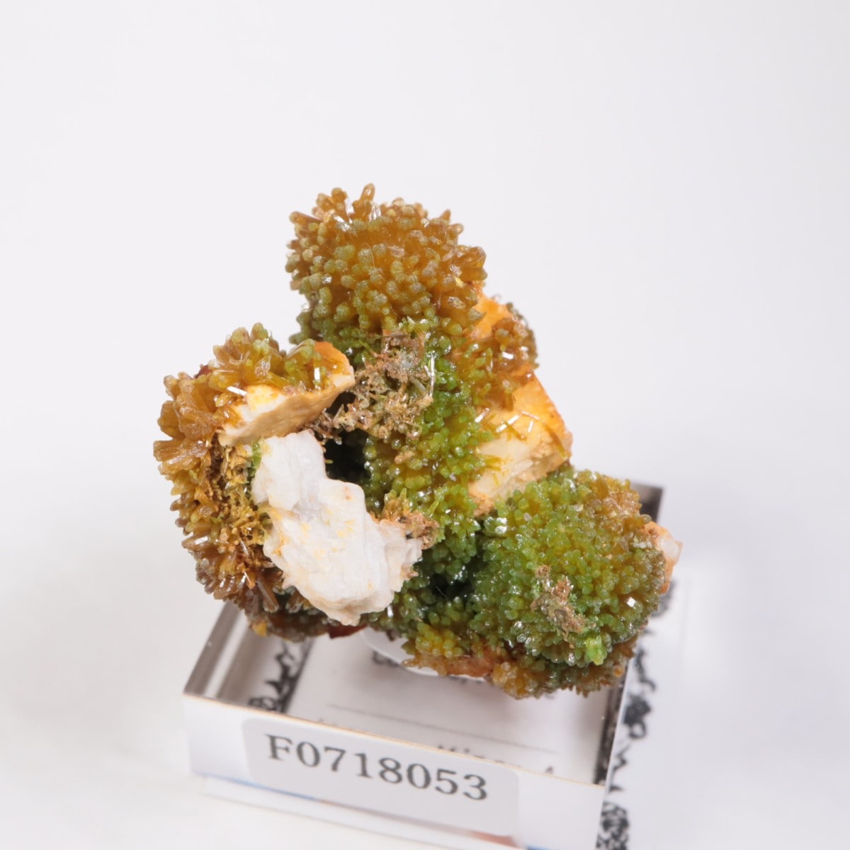 フランス産 パイロモルファイト（緑鉛鉱） | 鉱物標本,ハ行,パイロモル