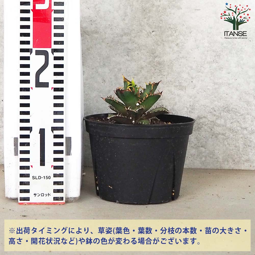 アガベ チタノタ レッド・キャットウィーズル【多肉植物 5号鉢／1個