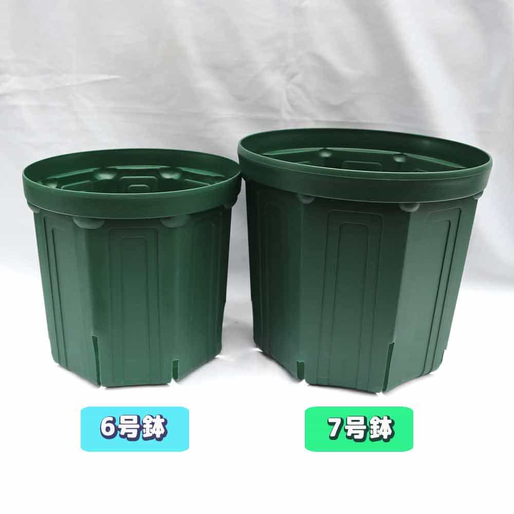 スリット鉢【6号鉢 資材】｜ 【植物のITANSE】全品送料無料・即出荷!