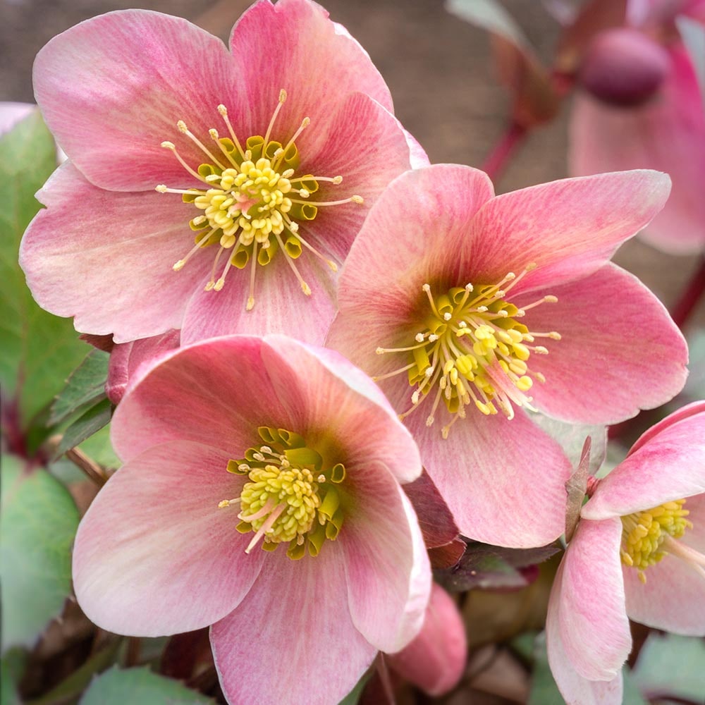 クリスマスローズ バーブームシフラ 【花苗 4号】｜ 【植物の