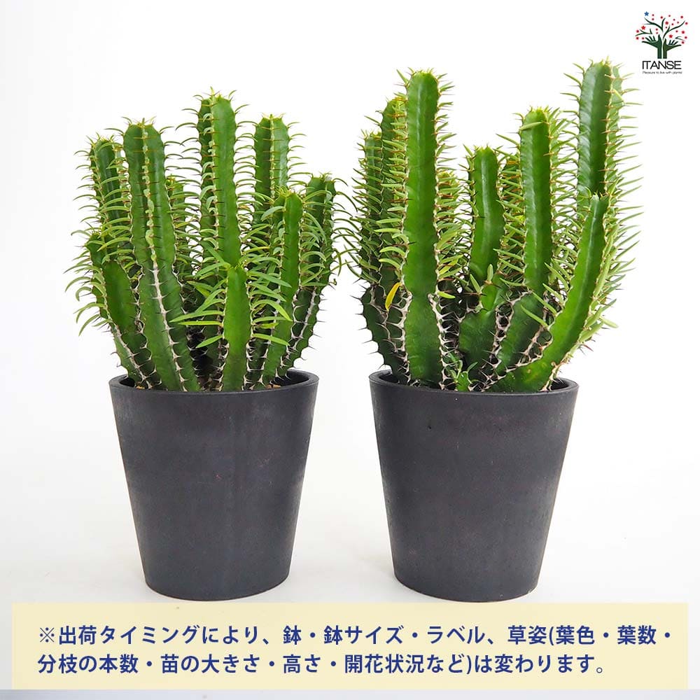 ユーフォルビア ムランジーナ 【多肉植物 4号／1個売り】｜ 【植物の