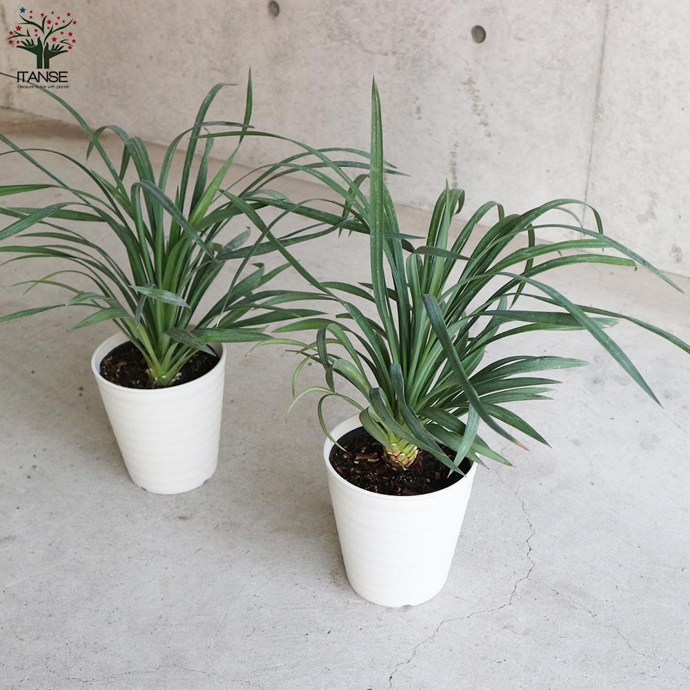 ユッカ・デスメティアーナ【観葉植物 5号鉢(銀緑)／1個売り】｜ 【植物