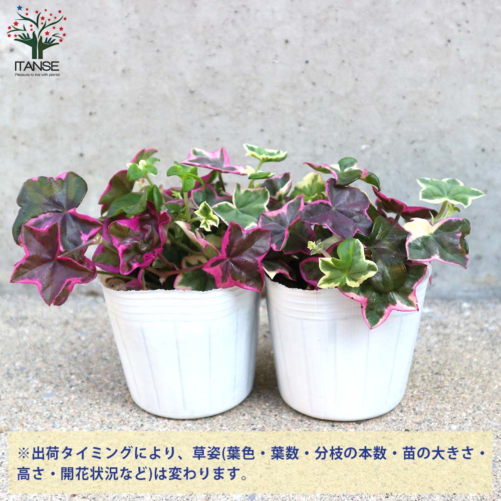斑入り葉アイビー ゼラニウム・レ・エレガンス【花苗 3号ポット
