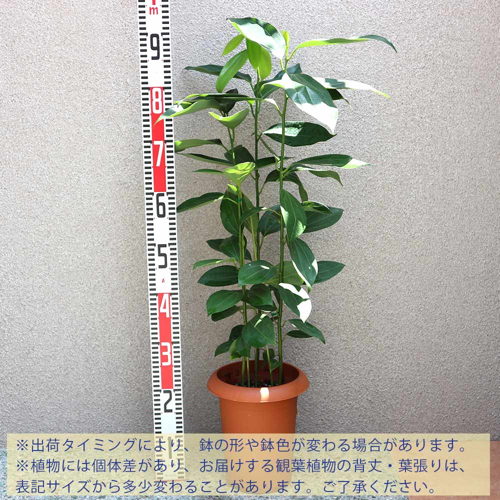 シナモン(セイロン・ニッケイ)【中型 観葉植物 7号鉢／1個】｜ 【植物